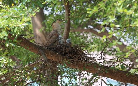 家裡鳥築巢|鳥巢看鳥的個性…. 自從去年有白頭翁來我陽台樹上築。